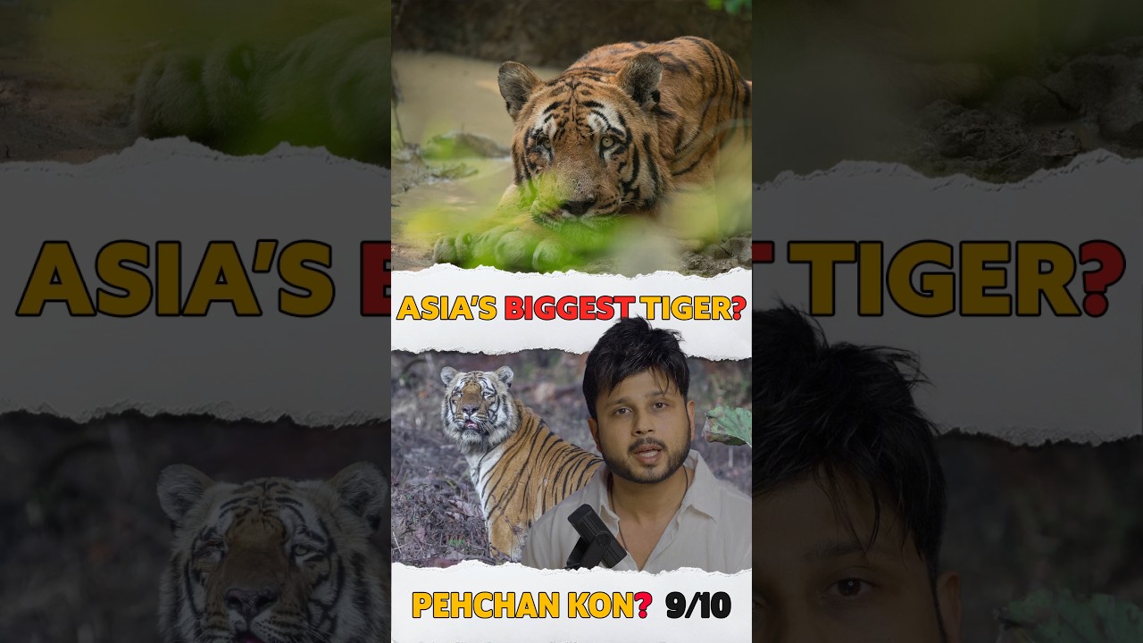🤔👑King of Tadoba Tiger 🐯 Reserve Forest