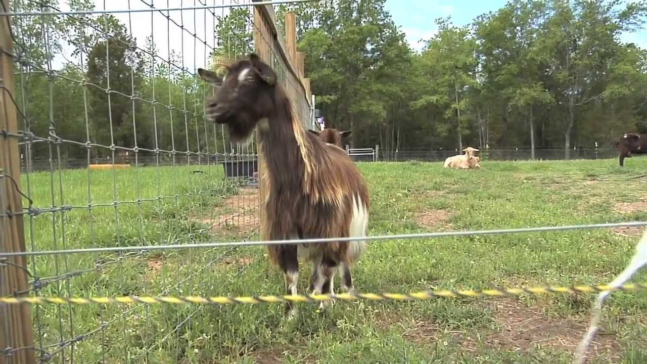South Georgia Farm Raises Fainting Goats For Pets