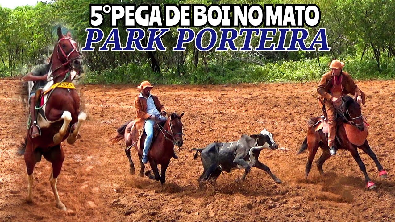PEGA DE BOI NO MATO NO PARK PORTEIRA