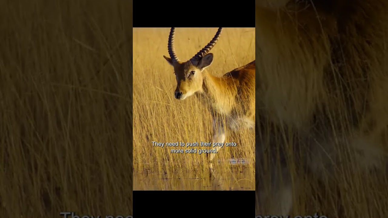Non sottovalutare mai l'istinto di un predatore #animali #fauna selvatica #cortometraggi #video #...