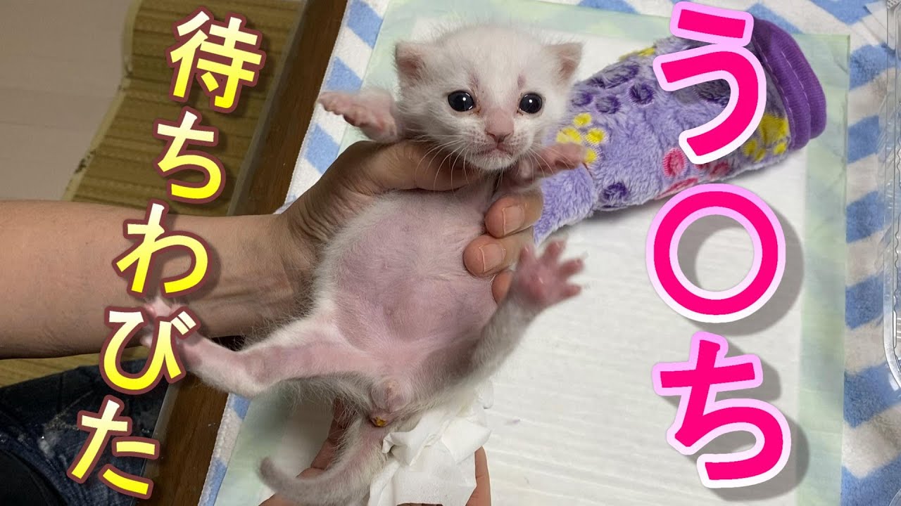 ずっと便秘だった生後17日目の赤ちゃん猫がようやく踏ん張り始めた【保護猫】