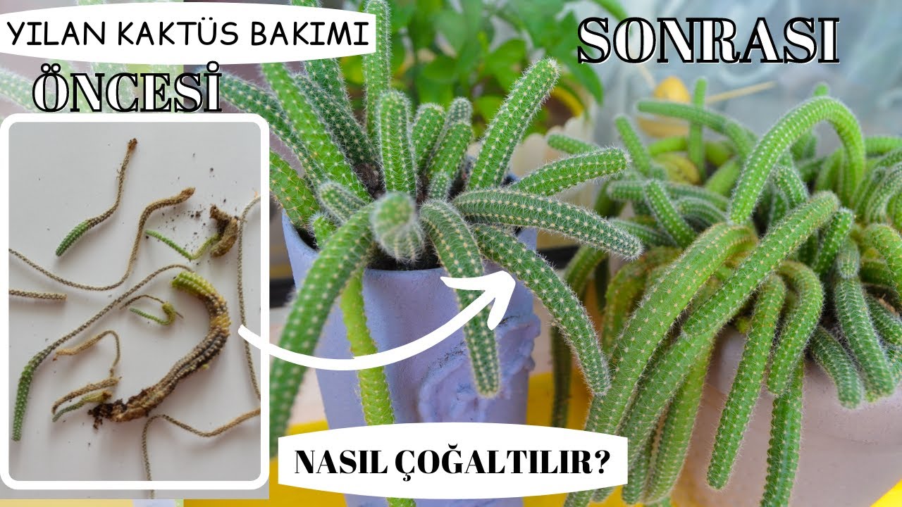 Yılan Kaktüsüm Ölümden Döndü! Kaktüs Bakımı & Kaktüs Çoğaltma