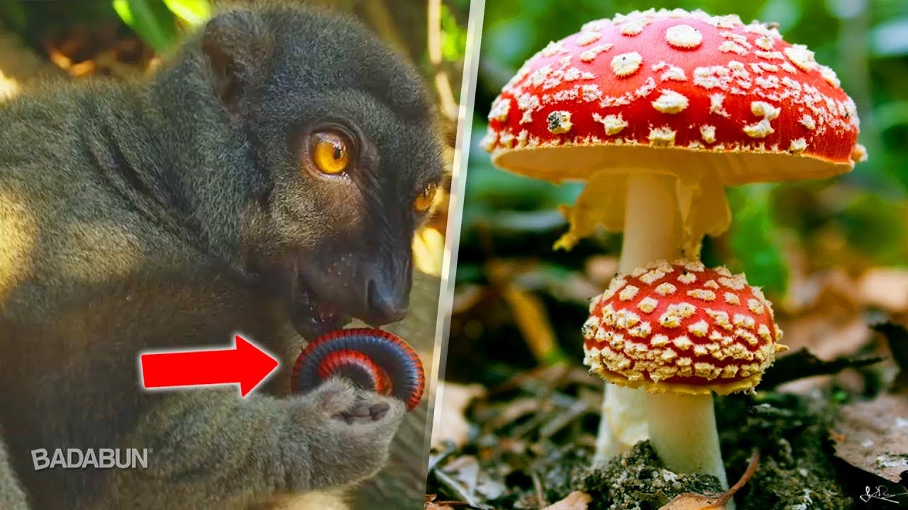 6 Animales que les gusta drogarse y no sab&iacute;as