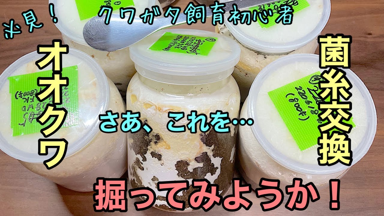 クワガタ飼育初心者必見！オオクワガタの幼虫の菌糸ビン交換をしたぞ！