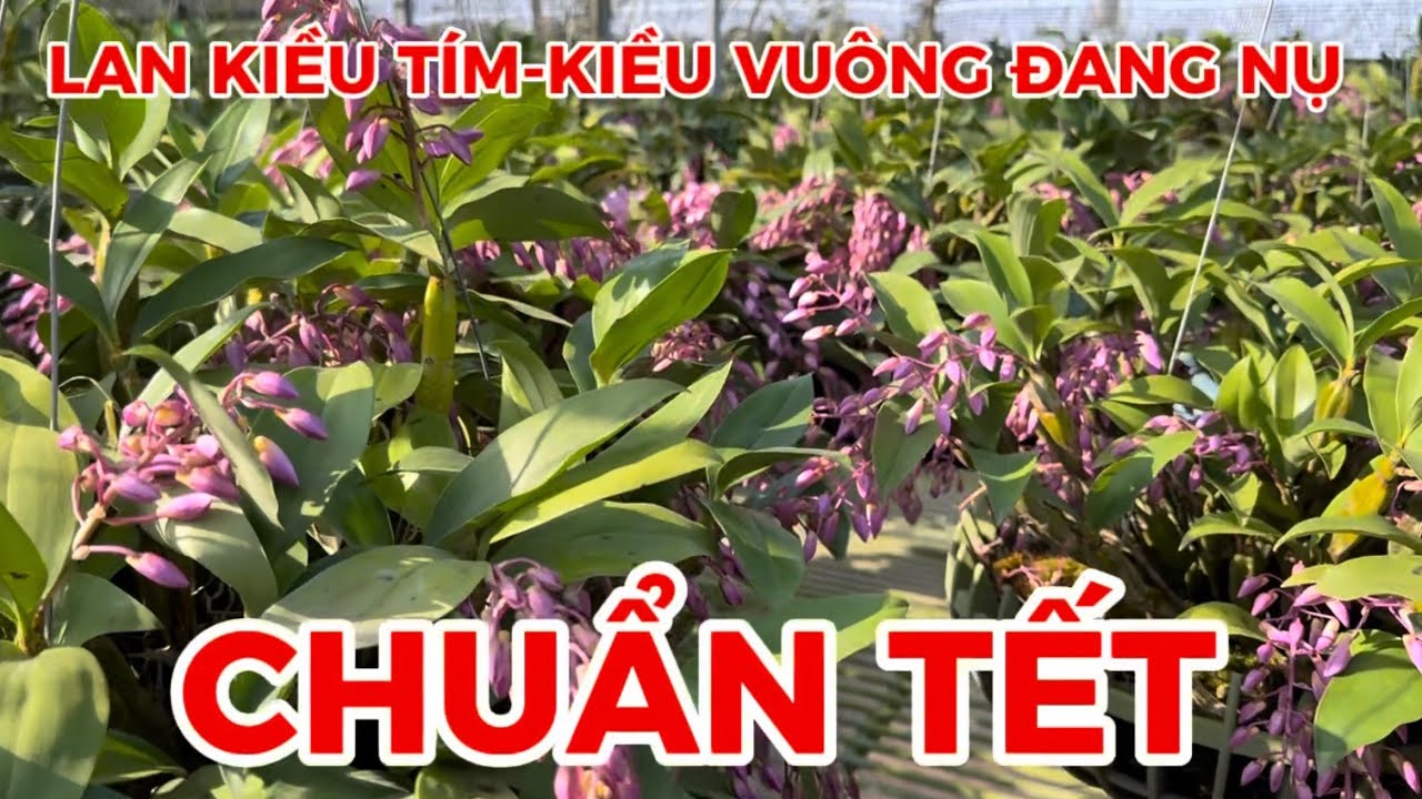 Lan kiều tím, kiều vuông Lộc Bắc đang nụ Tết-0834608769-LAN RỪNG LÂM ĐỒNG@lanrunglamdong 