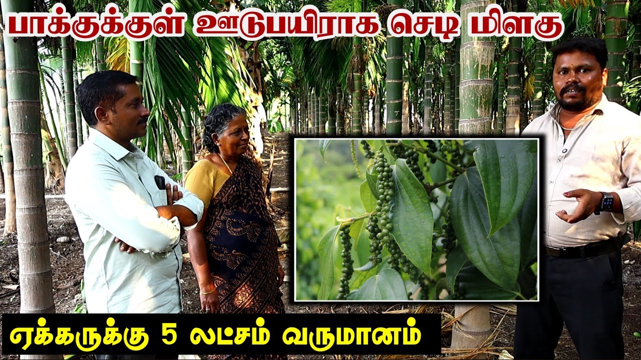 பாக்குக்குள் ஊடுபயிராக செடி மிளகு | மூன்று மாத செடி மிளகு | Black Pepper Cultivation