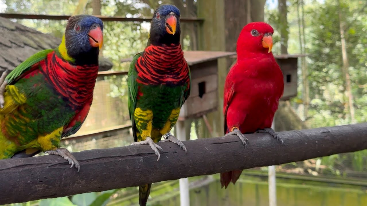Kuala Lumpur Bird Park 2025