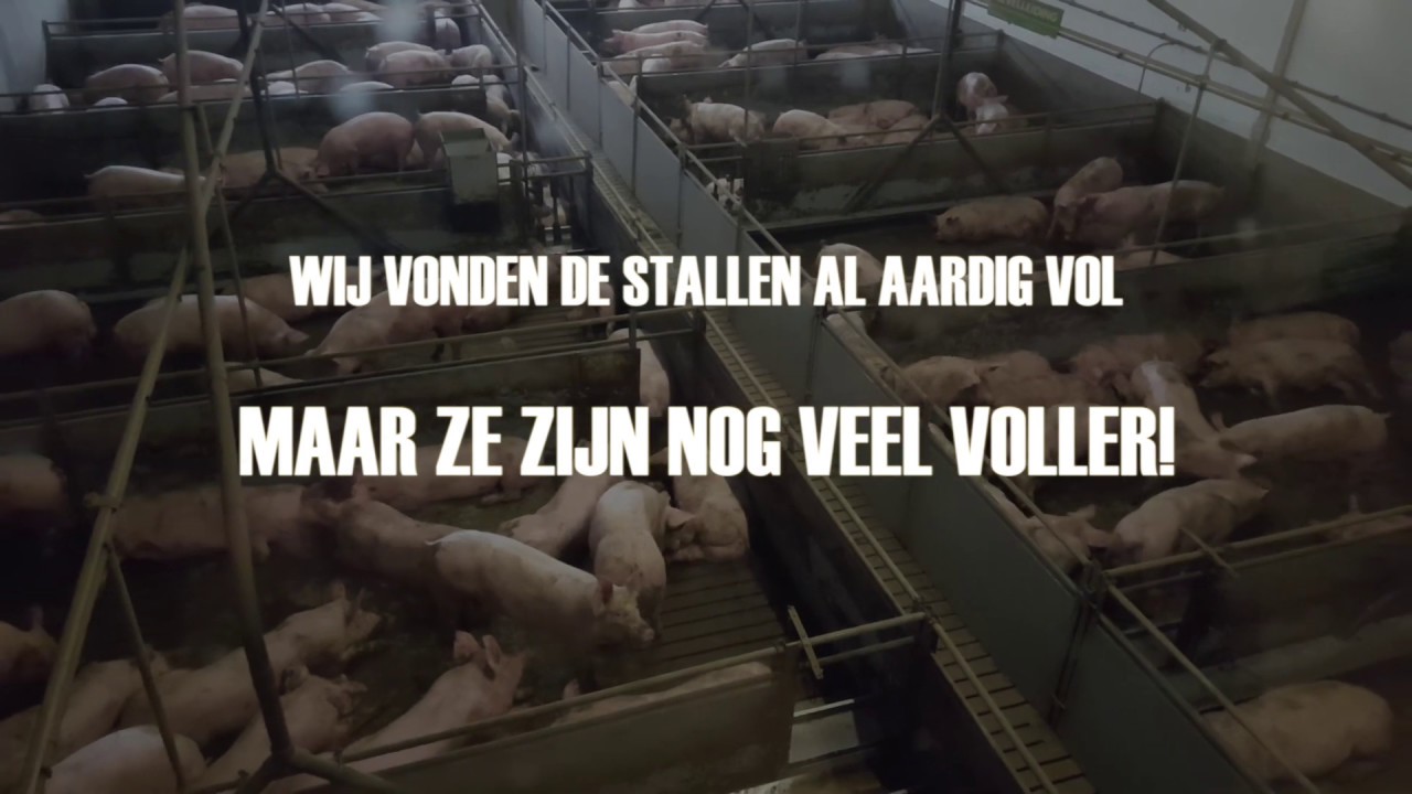 Miljoenen illegale varkens in Nederland