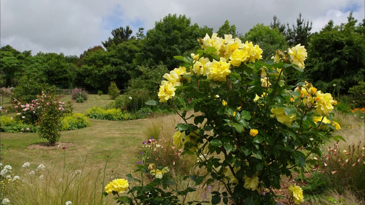 Jardin privé : Visite du jardin de Marie Hélène et Pierrot( MLD)11 Juin 2017