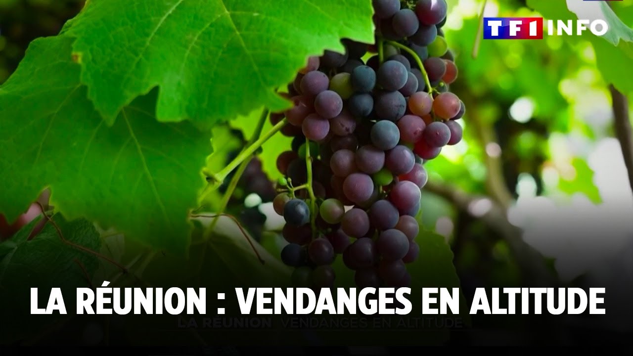 La Réunion : vendanges en altitude｜TF1 INFO