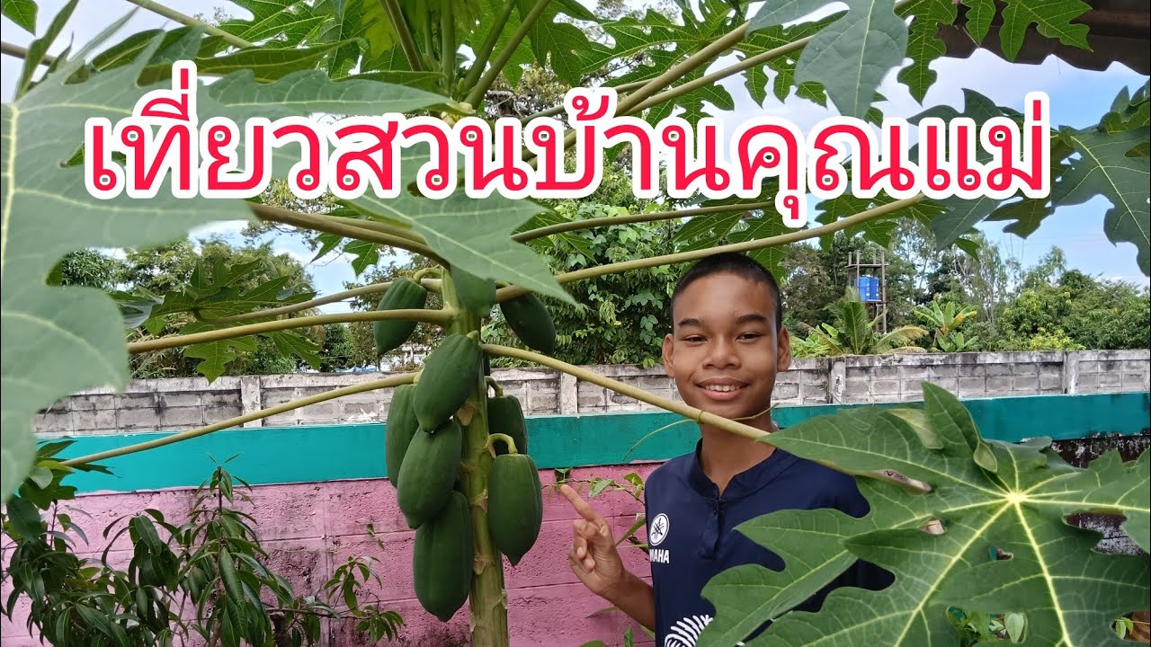พาชมสวนคุณแม่ #บ้านปิ่นดาว #ผักสวนครัวของเรา