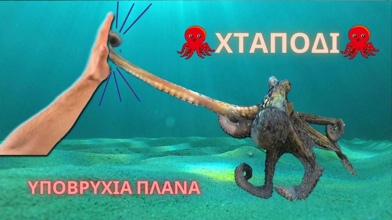 🐙Πως να βγάλετε το χταπόδι από το θαλάμι του - Υποβρύχια πλάνα ψάρεμα🥽