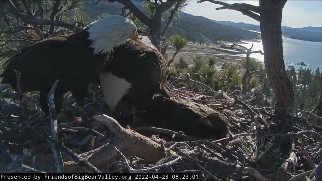 Shadow brings live fish Big Bear Bald Eagle Live Nest Cam