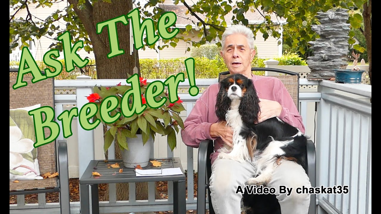 Спросите заводчика — Номер 1