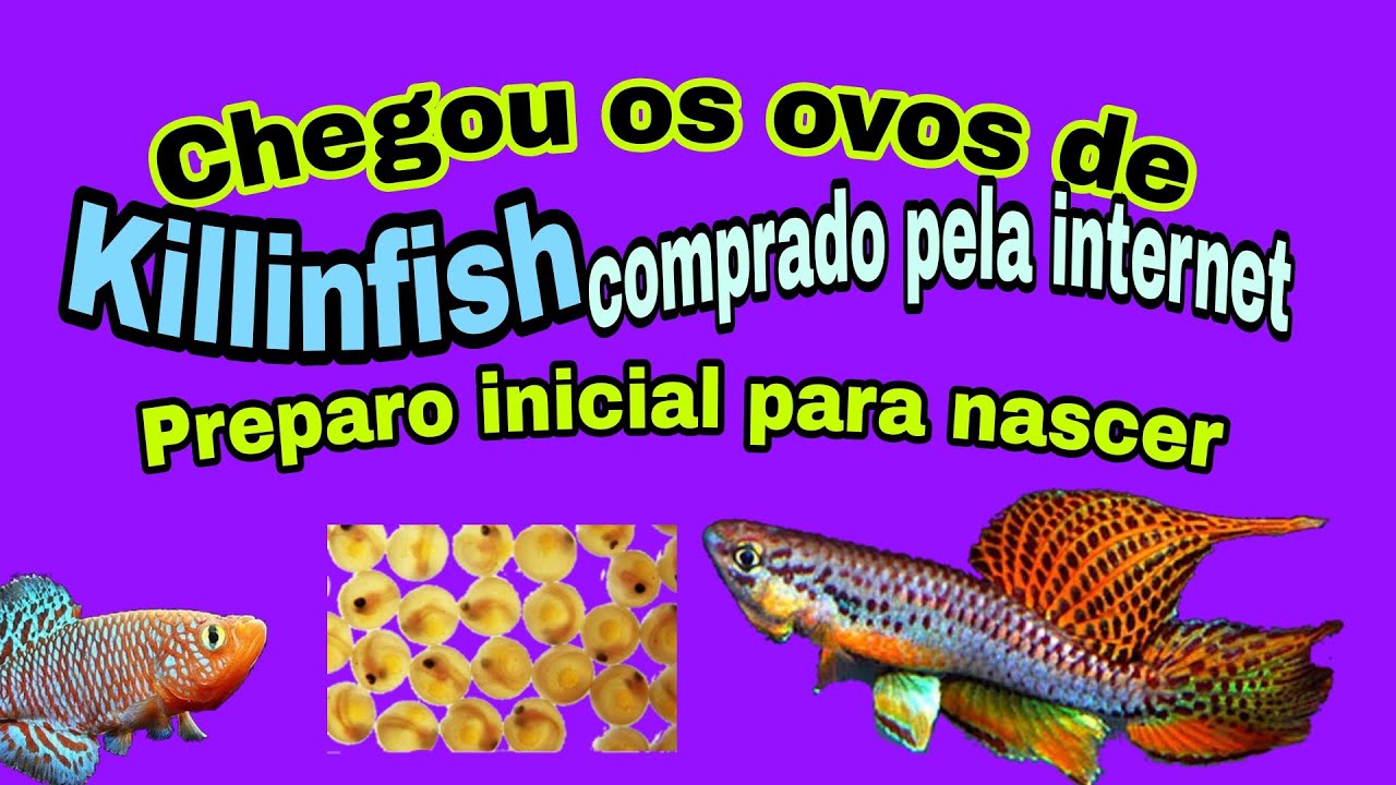 Chegou os ovos de peixe killifish comprado pela internet !! passo a passo como eclodir