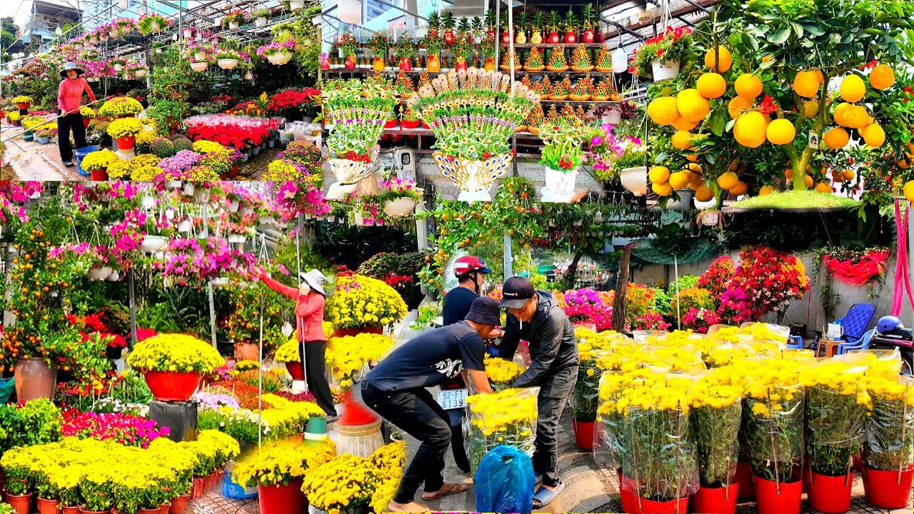 TẾT SÀI GÒN 2026 |CẬP NHẬT GIÁ CHỢ HOA LỚN NHẤT SÀI GÒN GIÁ RẺ CẬP NHẬT GIÁ CÂY HOA TẾT Ở THÀNH THÁI