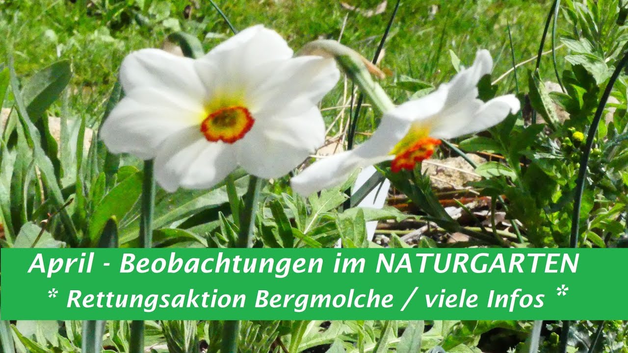 April - Beobachtungen im NATURGARTEN* Rettungsaktion Bergmolche* spannende Infos!