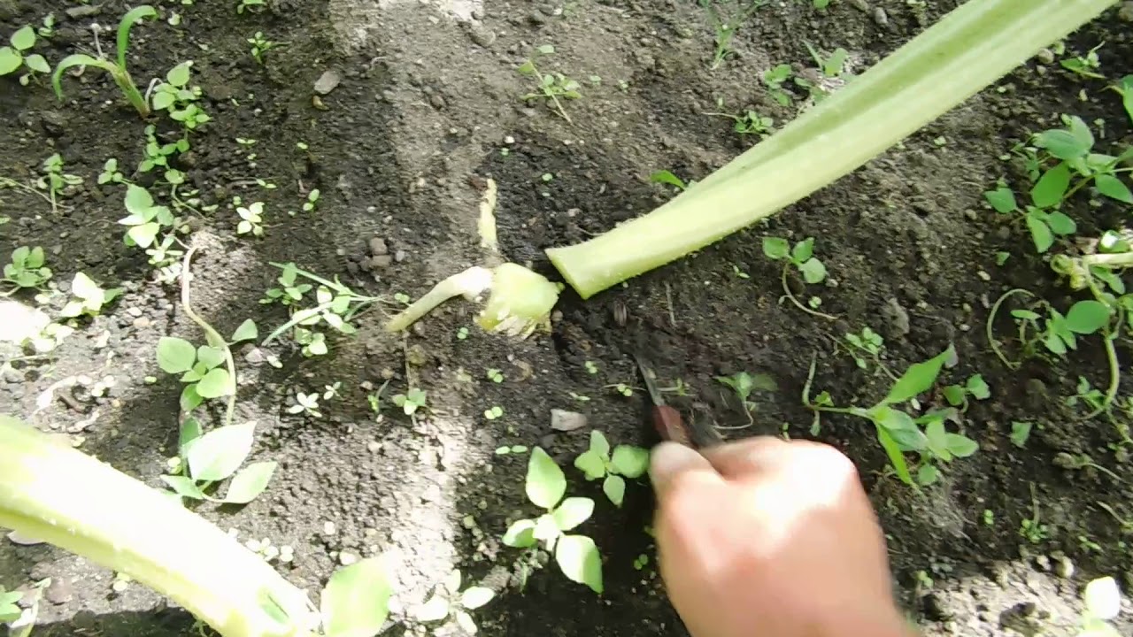 Trimming bad leafs on pumpkin plants July 18th