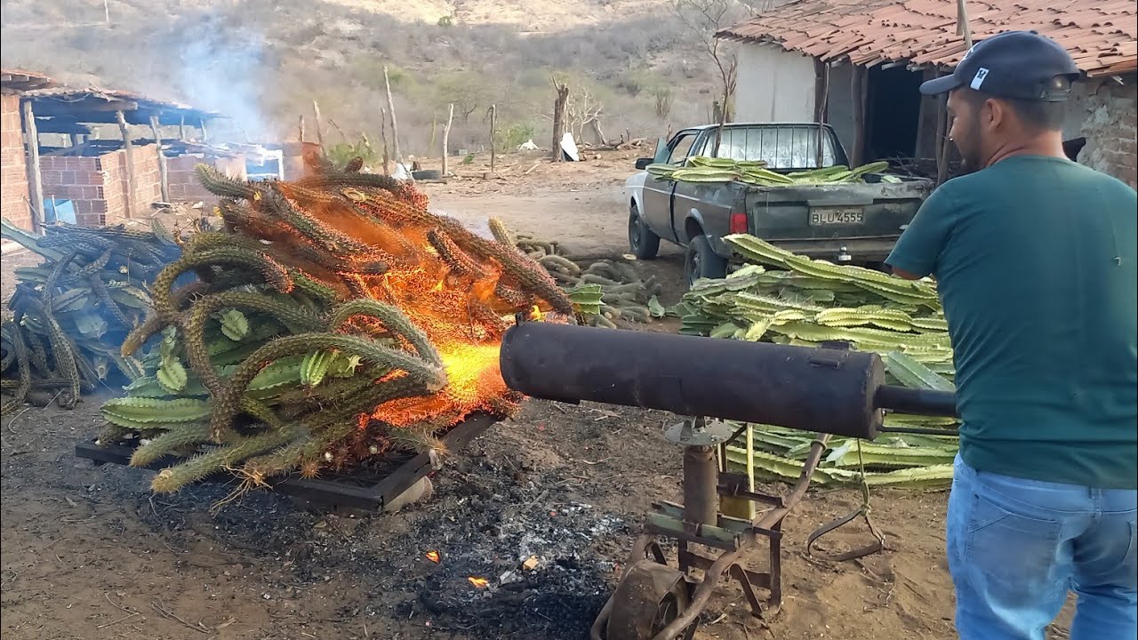 CANHÃO DE FOGO FERRAMENTA QUE VEM CHAMANDO A ATENÇÃO DOS CRIADORES NO NORDESTE DEVIDO A SECA 