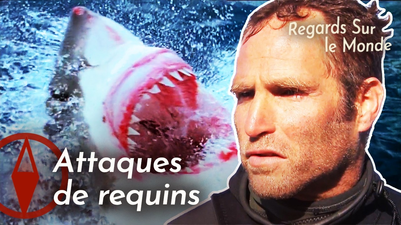 La Réunion : Rencontre avec le Grand Requin Blanc | Documentaire HD