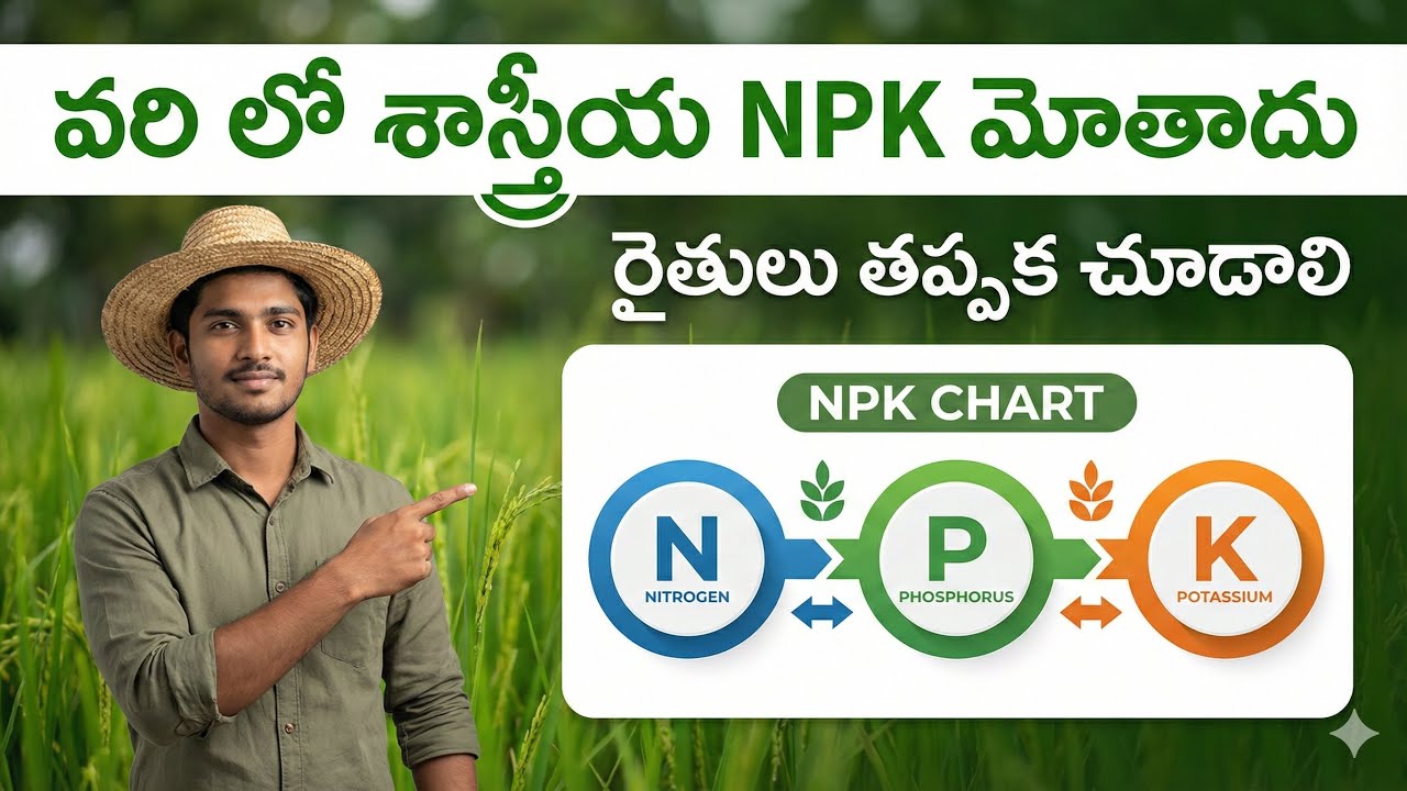 మీరు వరిలో ఎరువులు ఎక్కువ వేస్తున్నారా? | ఎకరానికి ఎంత యూరియా వేయాలో మీకు తెలుసా?