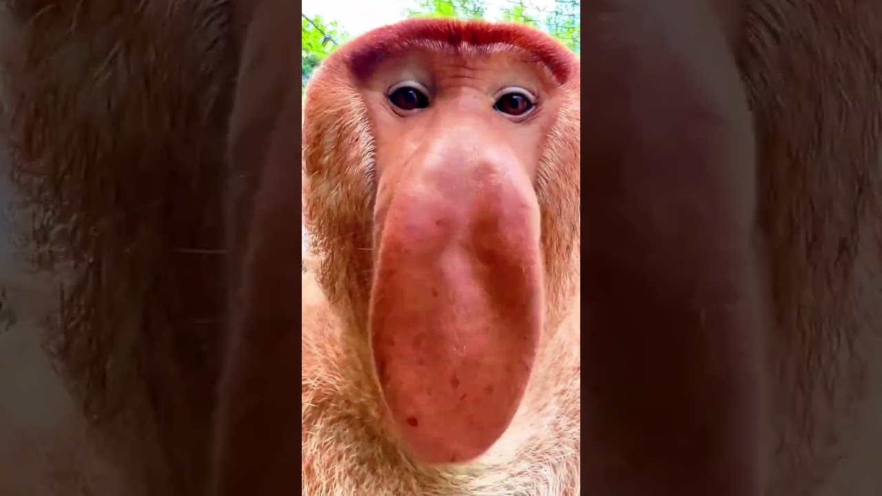 Proboscis Monkey Amazing Video | Compilation 2024