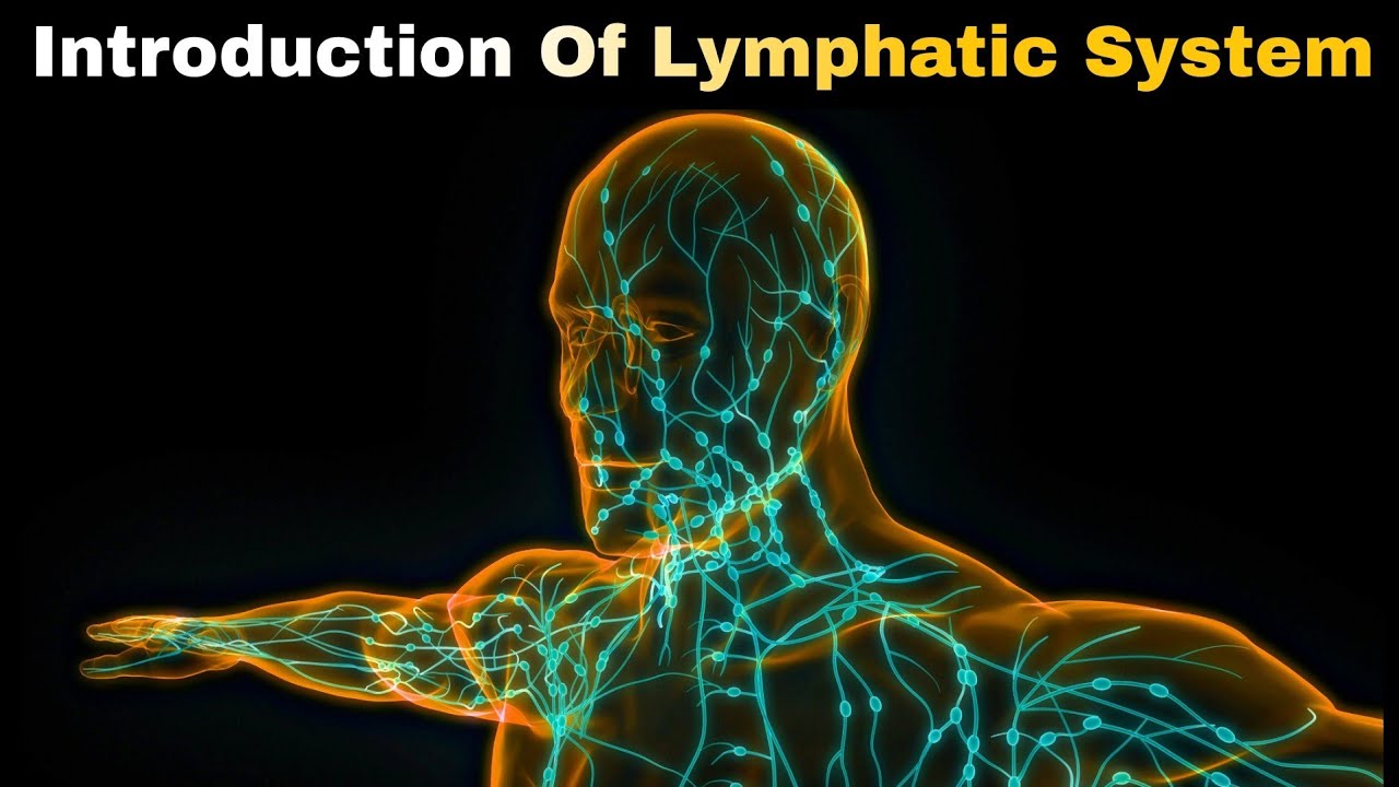 Introduction of lymphatic system in hindi