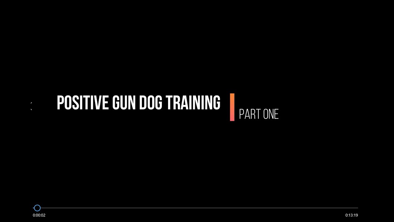Mini-Documentary on Positive Gun Dog Training  - Part One