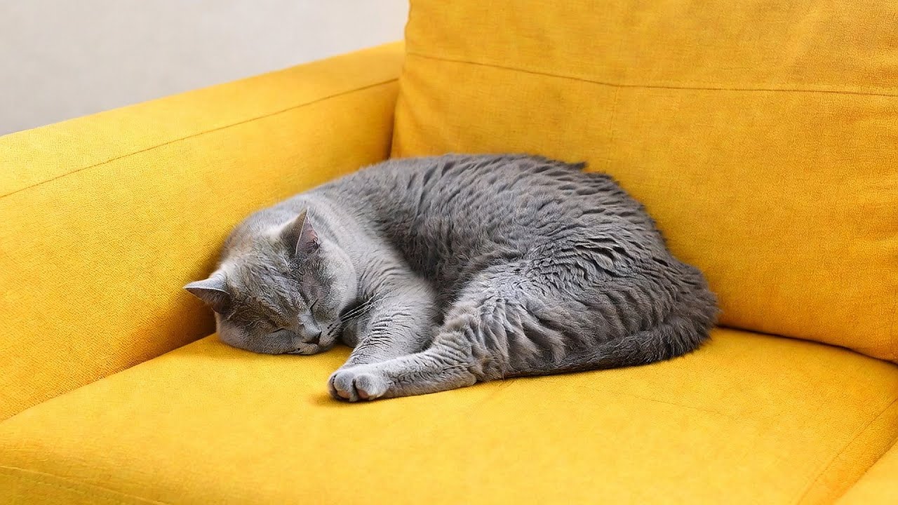 LIVE 😴 Deep Sleep Music for Cats 🌙 | Season 8