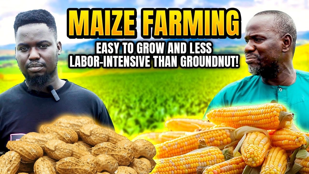 Episode 2: From Field to Market – How Maize Farming Saves Time and Effort.