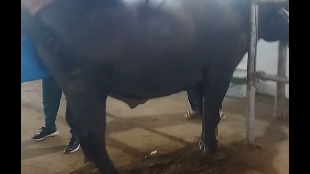 Semen collection of Bull 