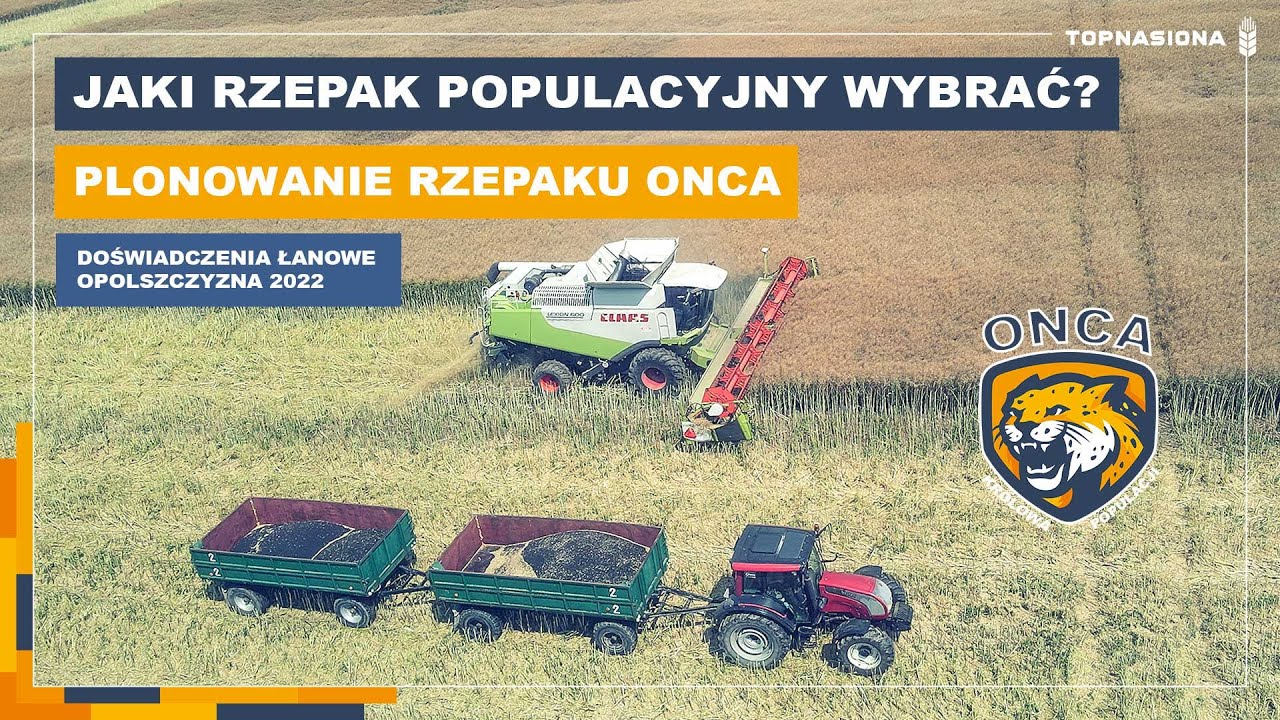 🌱 Jaki rzepak populacyjny wybrać? | Zbiór rzepaku 2022 | Odmiana populacyjna ONCA | Top Nasiona