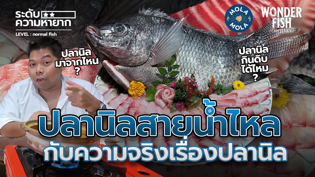 ปลานิลสายน้ำไหล กับความจริงของปลานิล #wonderfish