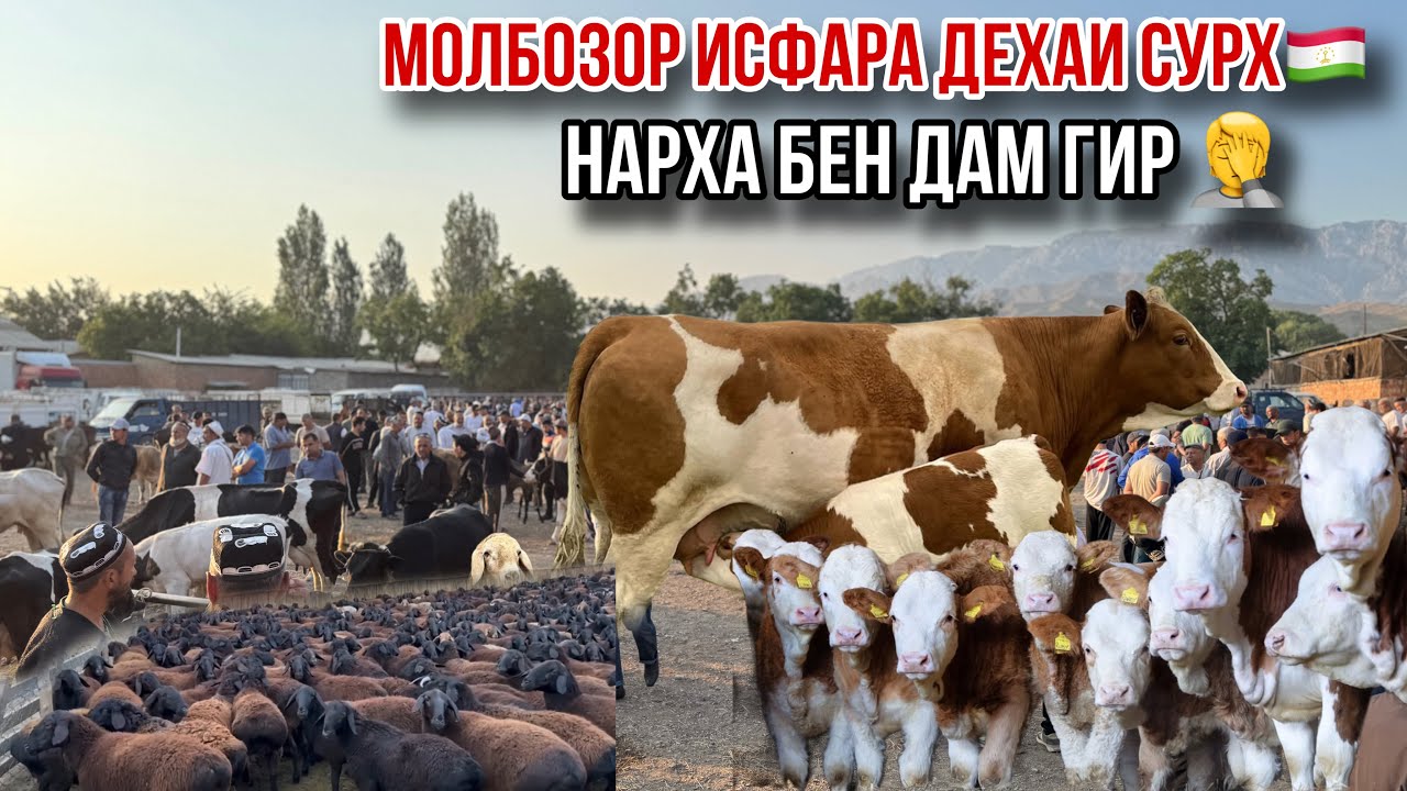 Молбозори Исфара нархои хандаовар🤣 17 июня 2025 г.