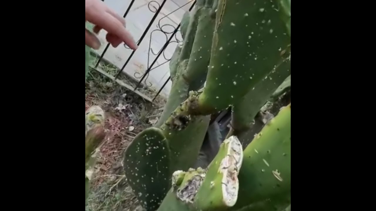 COMO QUITAR LA PLAGA (cochinilla) QUE LE SALEN A LOS NOPALES&hellip;