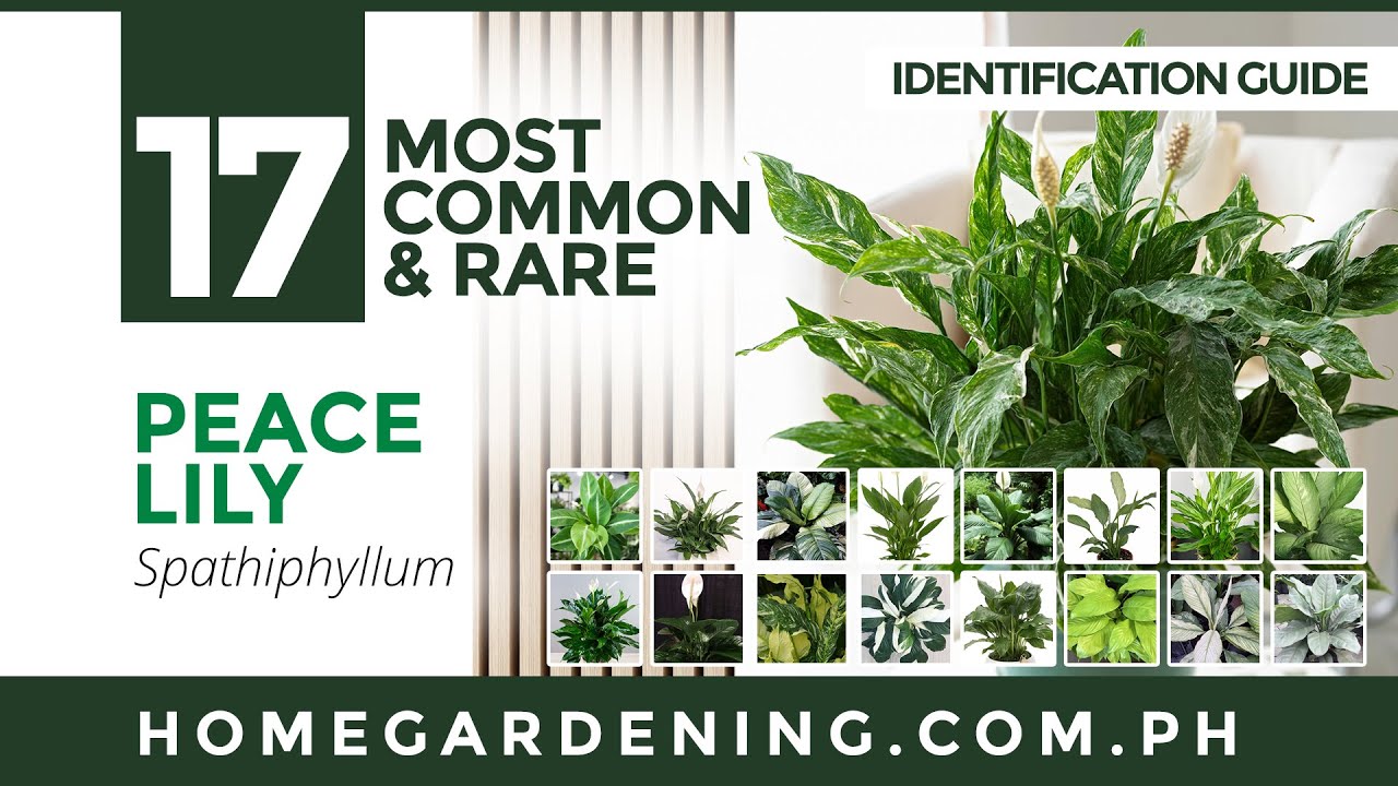 17 COLLECTIBLE PEACE LILY VARIETIES // Home Gardening 