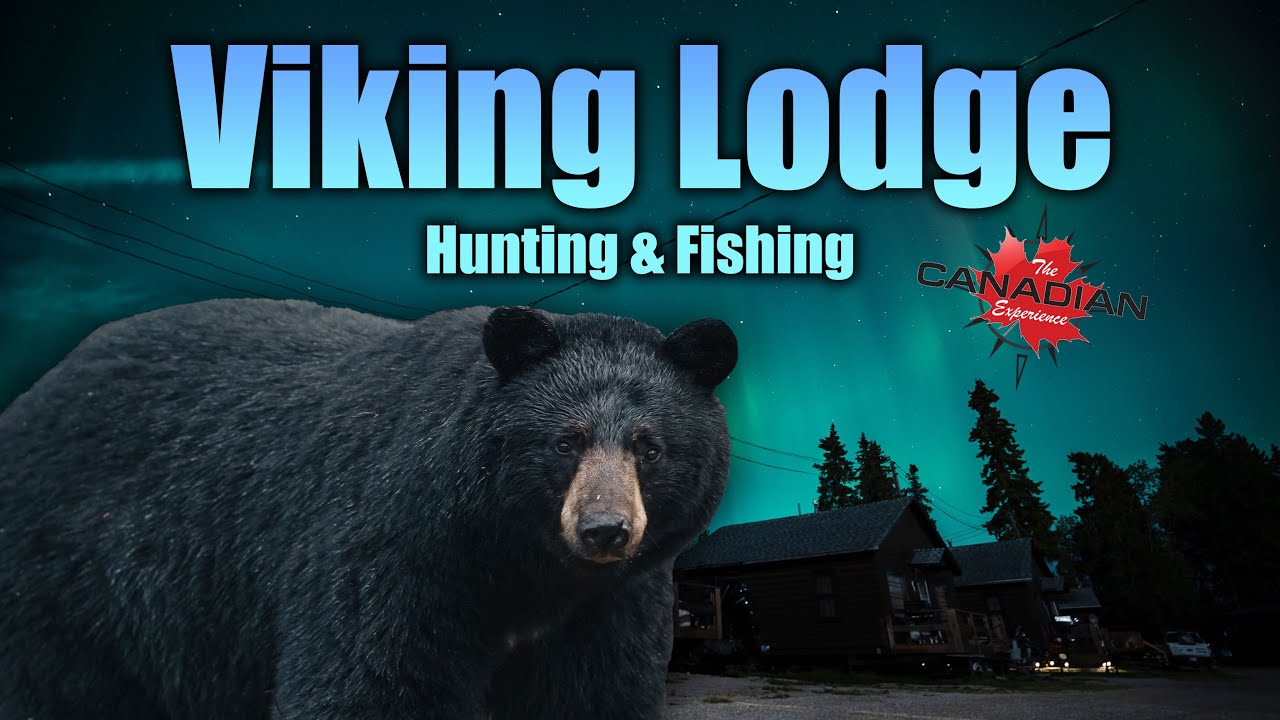 Трофейная охота на медведя в Viking Lodge в Манитобе!