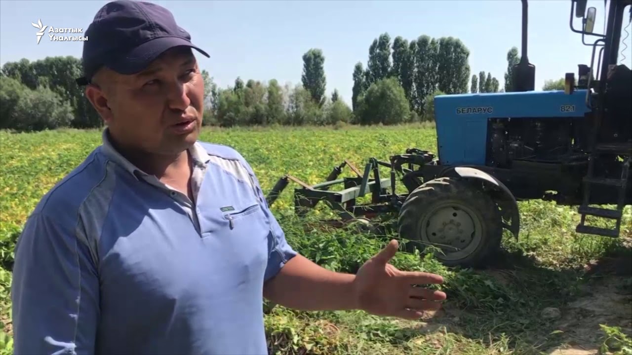 Талас: төө буурчак жыйнаган трактор