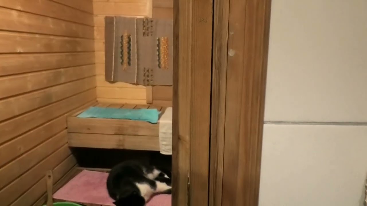 Sauna ilta kissan kanssa