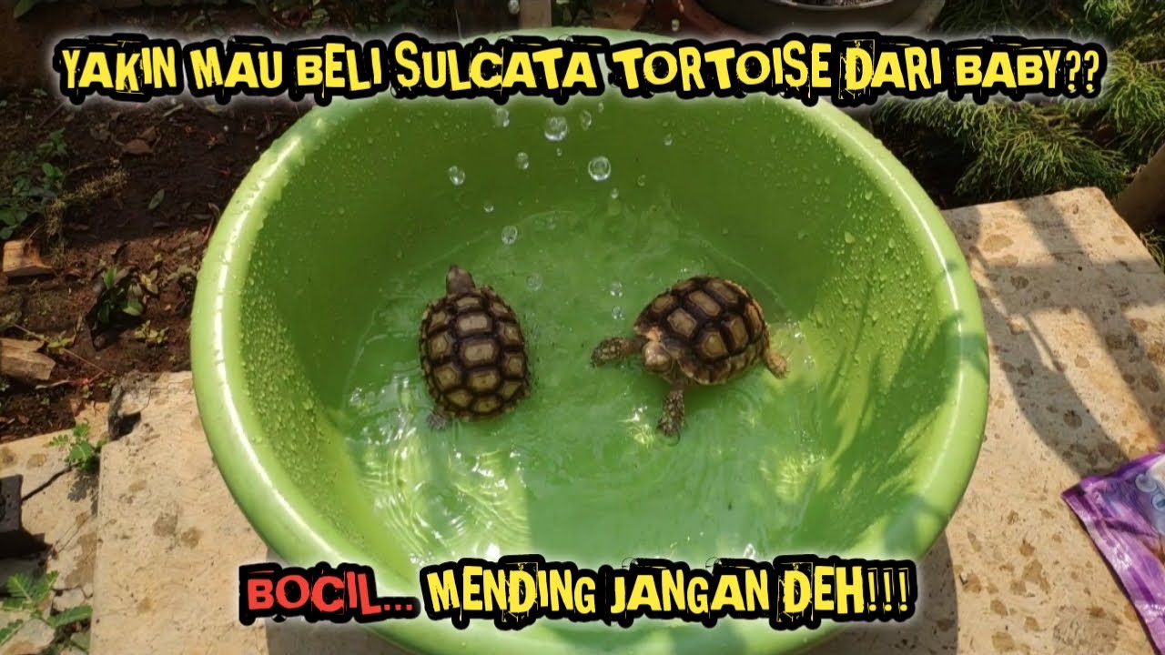YAKIN MAU BELI SULCATA TORTOISE DARI BABY?? BOCIL MENDING JANGAN DEH❗