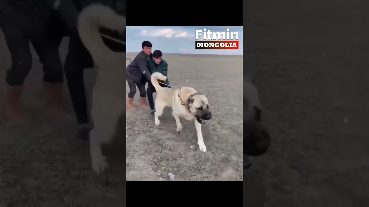 Чоныг дийлэх TOP 3