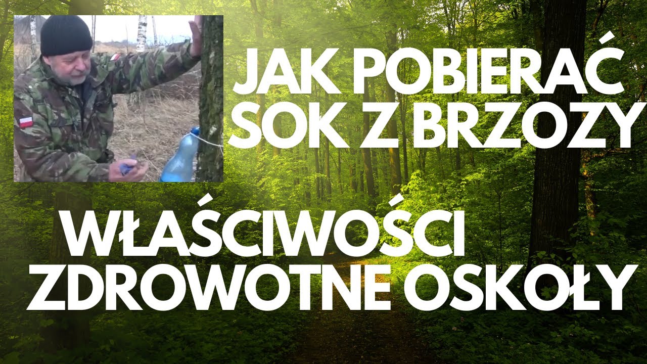 Sok z brzozy czyli oskoła pobieranie i właściwości zdrowotne