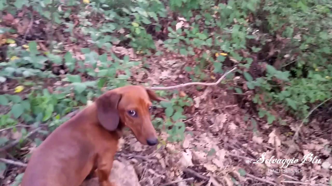 Cuccioloni di bassotto tedesco in addestramento su cinghiale