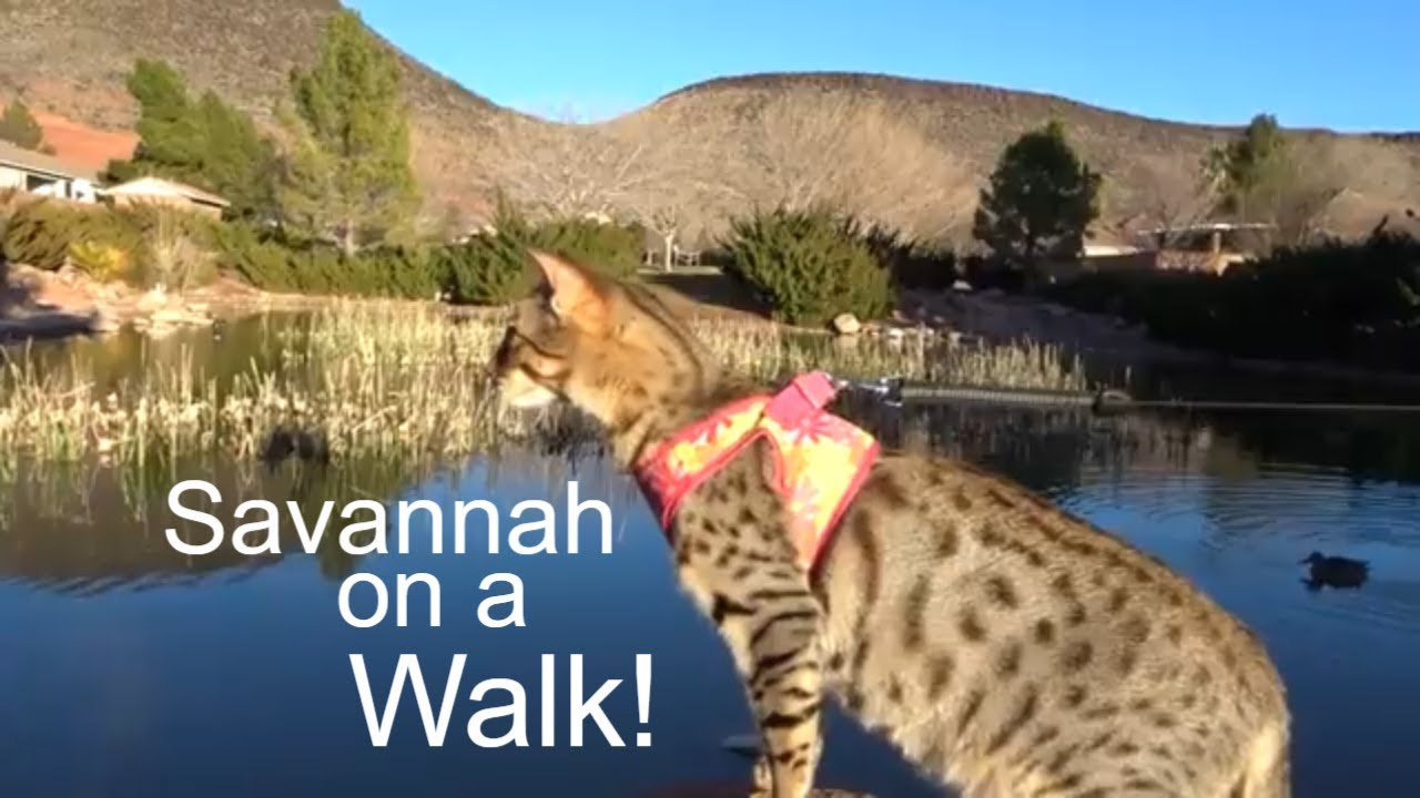 Taking our F3 Savannah Cat on a walk to the park!