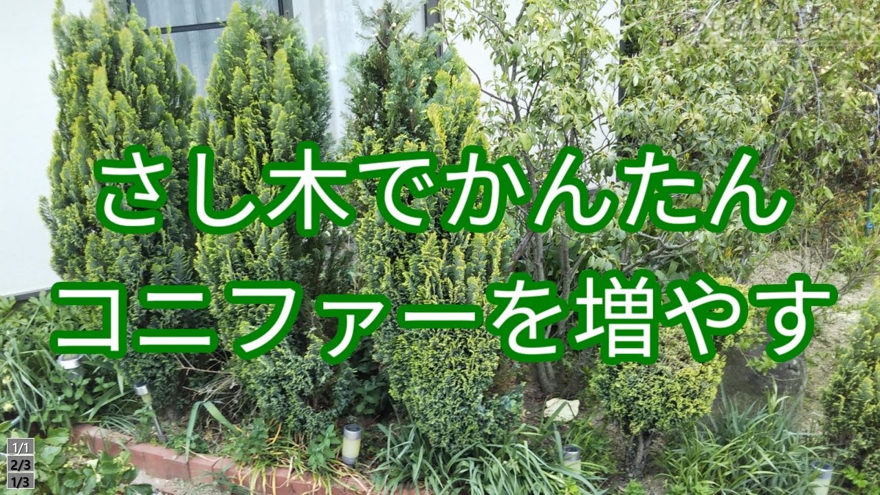 さし木でかんたん「コニファーを増やす」