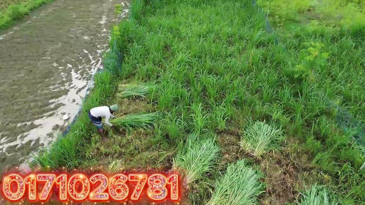 সবচেয়ে দূত যে ঘাস কাটা যায় সেটা হচ্ছে এই তাইওয়ান হাইব্রিড ঘাস 