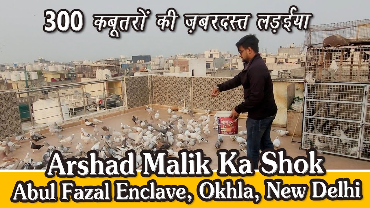 Arshad Malik K 300 Hyderbadi Kabutar Ki Ladaiya Ka Shok, Okhla, New Delhi