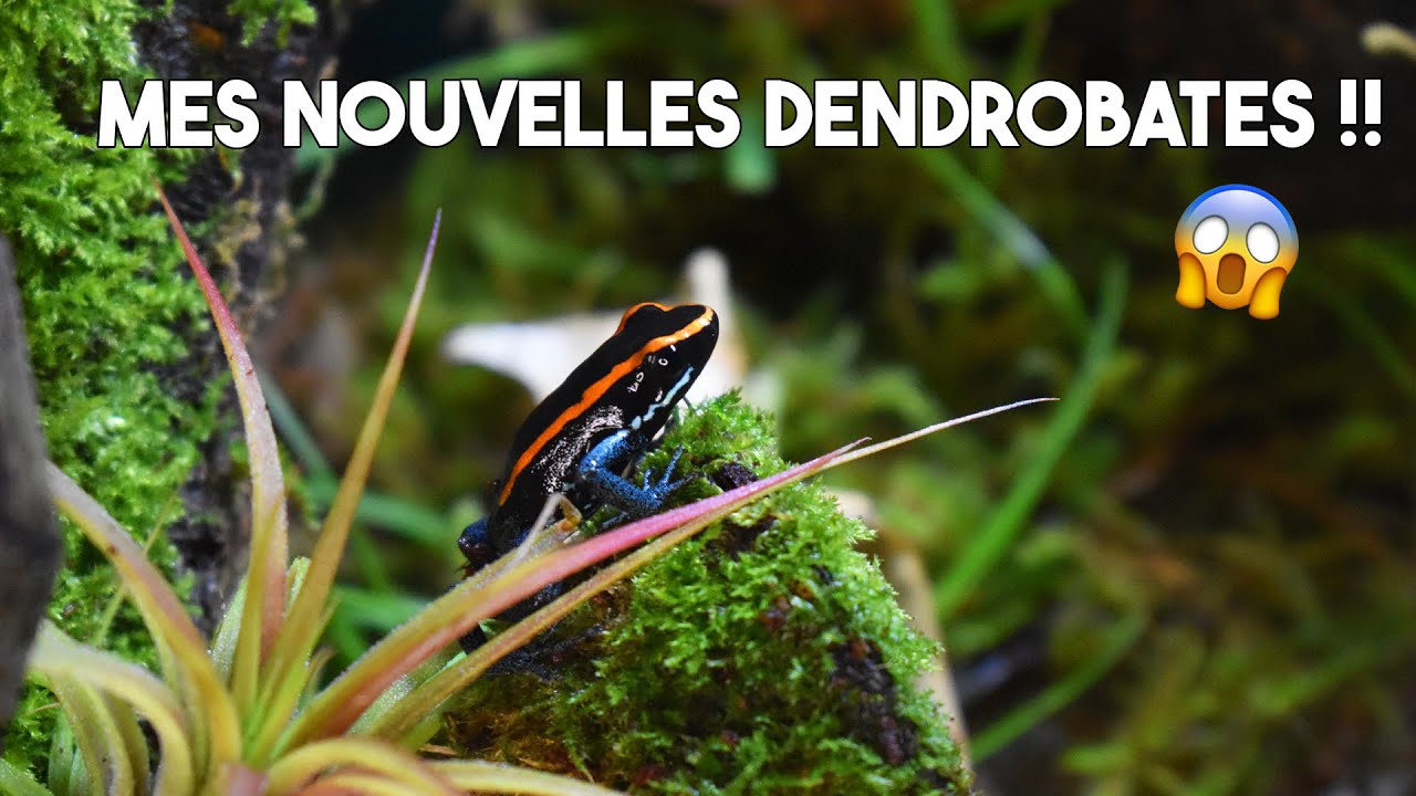 MES NOUVELLES DENDROBATES SONT MAGNIFIQUES !! (et leur nouveau terrarium aussi !)