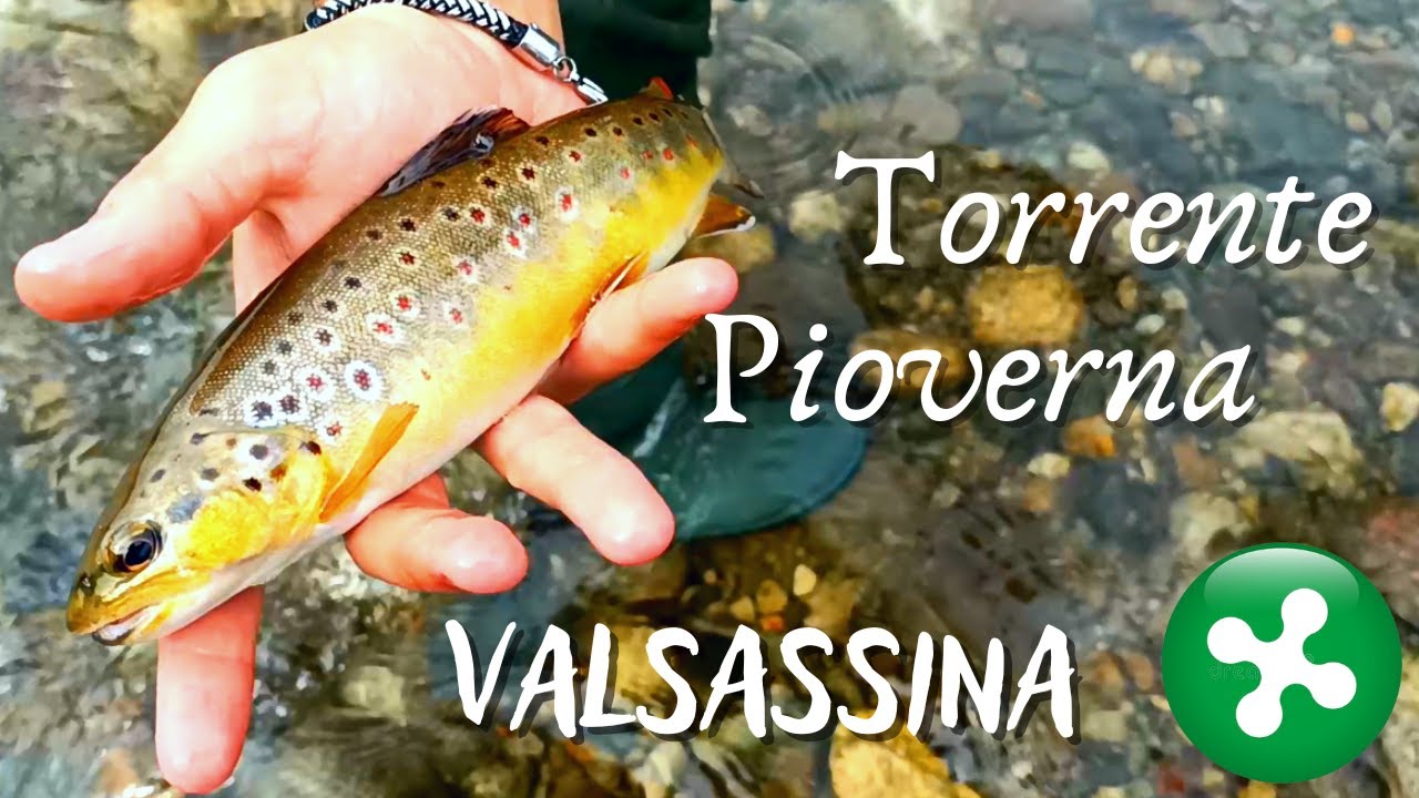 Pesca alla Trota Torrente Pioverna || La Valsassina e le sue piccole Trote Fario!!