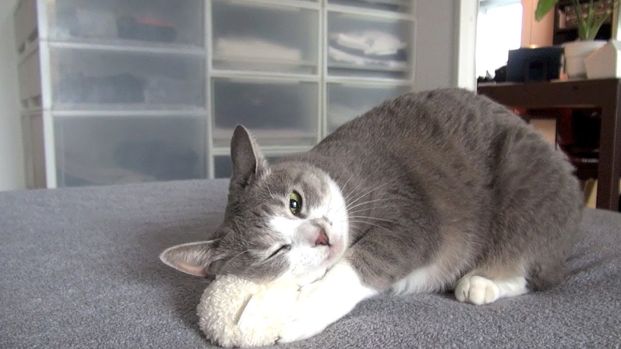 それぞれのハッスル - Playing Cats -